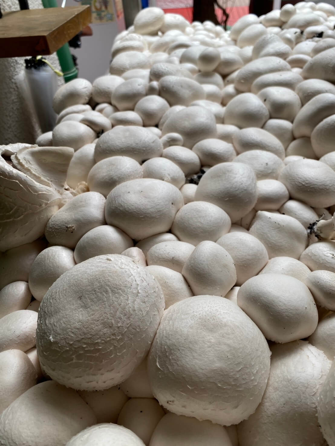 MUSHROOM TOKYO 12th Anniversary — Mushroom Container
