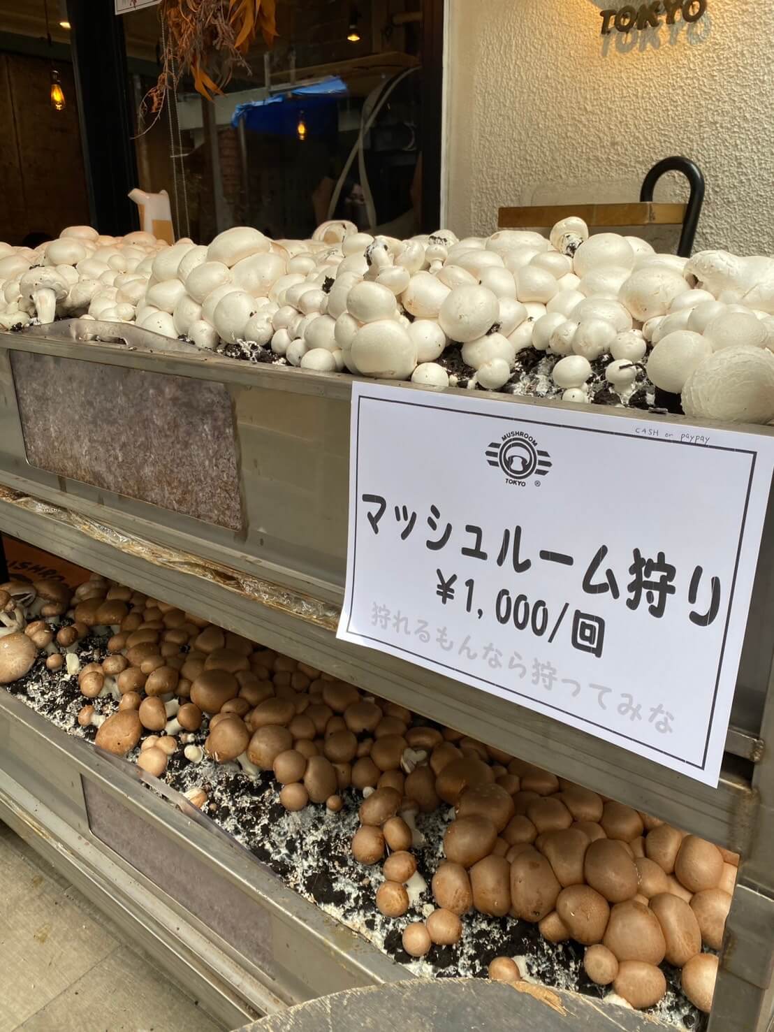 MUSHROOM TOKYO 12th Anniversary — Mushroom Grab in Omotesando